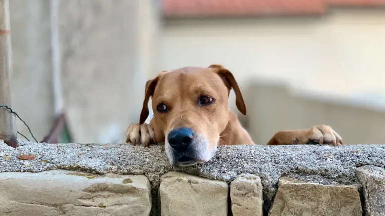 À Lyon, l’été met les animaux de compagnie à risque
