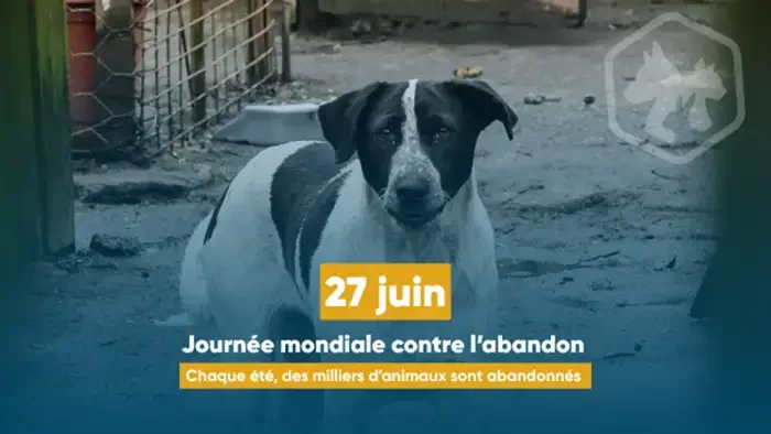À Lyon, l’été met les animaux de compagnie à risque