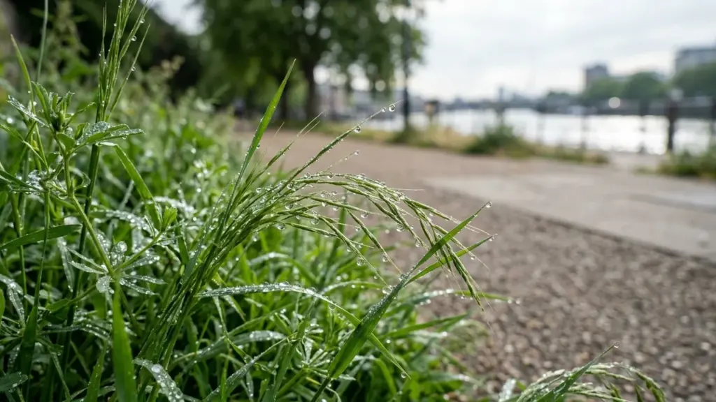 Gros plan sur de l'herbe verte recouverte de gouttes de rosée près d'un chemin.