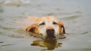 Un chien labrador retriever nageant calmement dans une eau calme en pleine journée.