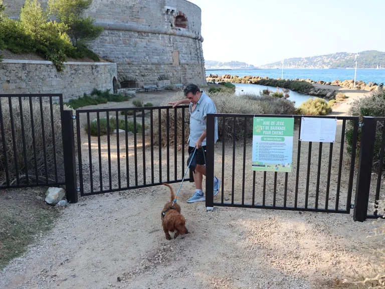 À Toulon, une baignade adaptée aux chiens peu nageurs