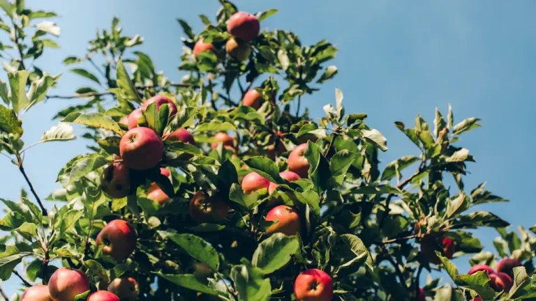 Gros plan sur des pommes rouges mûres sur un arbre dans un verger.