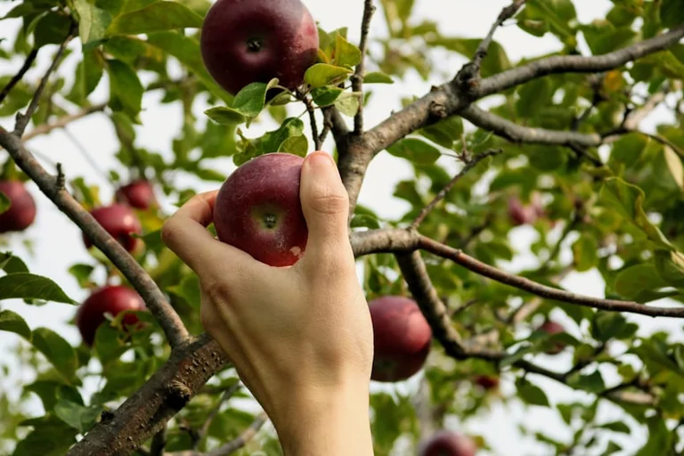 Grand-Quevilly : apprenez à tailler vos arbres fruitiers le 22 juillet