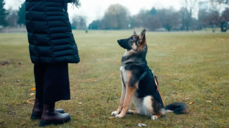 Un jeune berger allemand assis regarde attentivement une personne debout dans un parc.