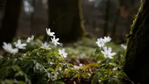 Fleurs blanches printanières épanouies sur un sol forestier tapissé de mousse verte.