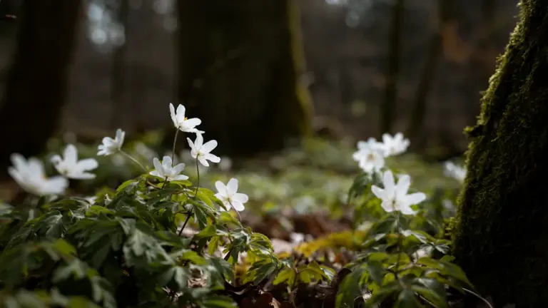 Fleurs blanches printanières épanouies sur un sol forestier tapissé de mousse verte.