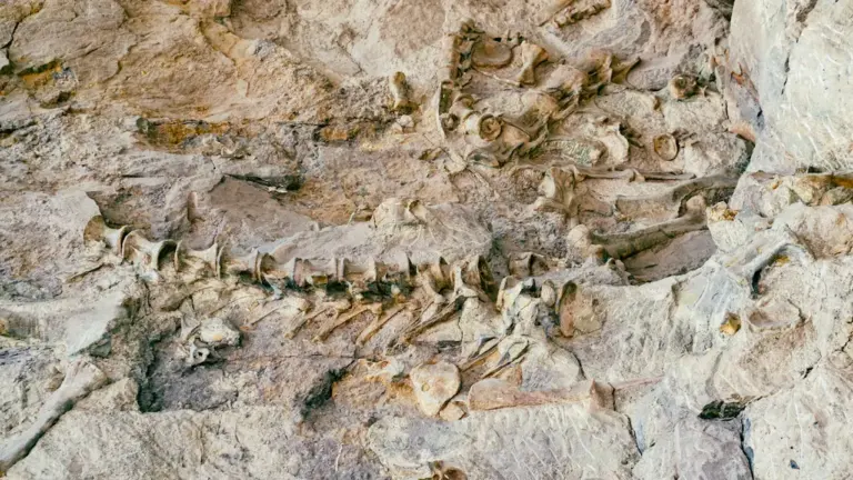 À Elbeuf, dinosaures et oiseaux racontent 150 millions d’années d’évolution dans une exposition gratuite
