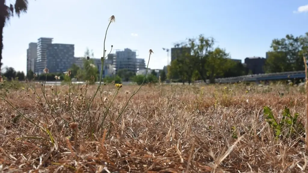 Gros plan sur de l'herbe sèche et des fleurs sauvages devant des immeubles urbains flous.