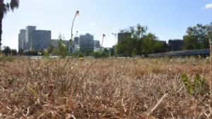 À Rennes, la sécheresse franchit le niveau de crise