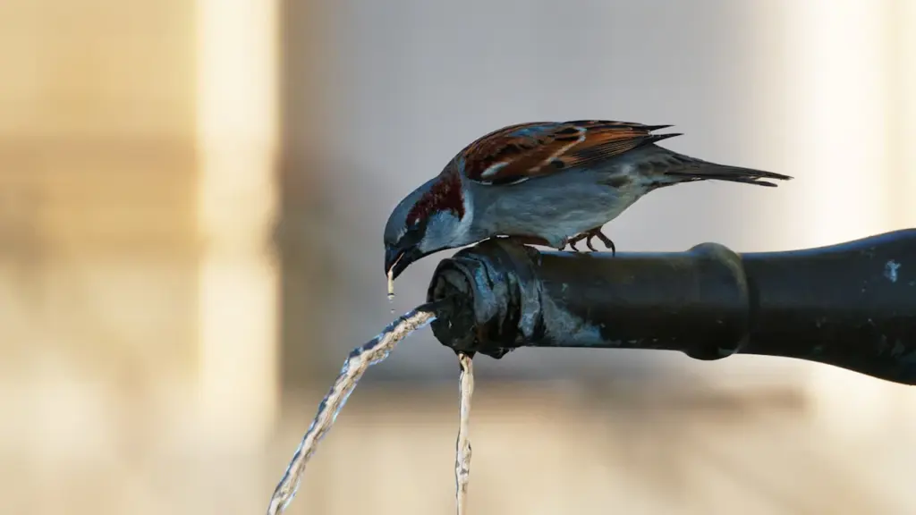 Un oiseau boit de l'eau à une fontaine durant une période de chaleur.