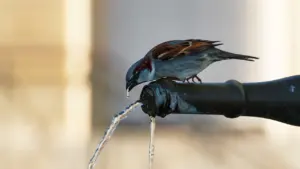 Un oiseau boit de l'eau à une fontaine durant une période de chaleur.