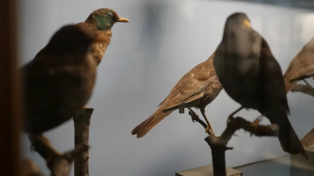 Plusieurs oiseaux naturalisés présentés dans une vitrine du Muséum pour une observation détaillée.