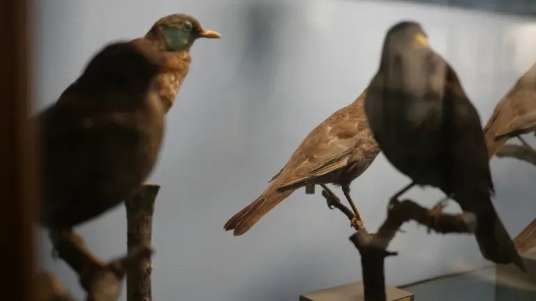 Bordeaux : Le Muséum oiseaux à Bonnefin mercredi 14h30, gratuit