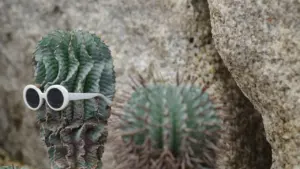 Un cactus vert côtelé portant des lunettes de soleil blanches devant un rocher texturé.