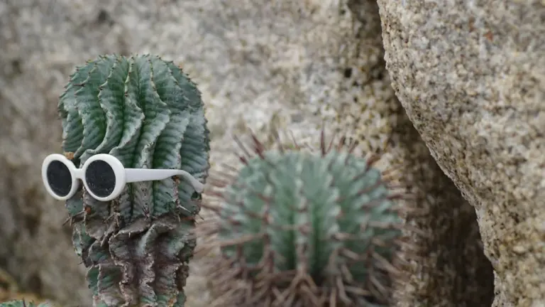 Un cactus vert côtelé portant des lunettes de soleil blanches devant un rocher texturé.