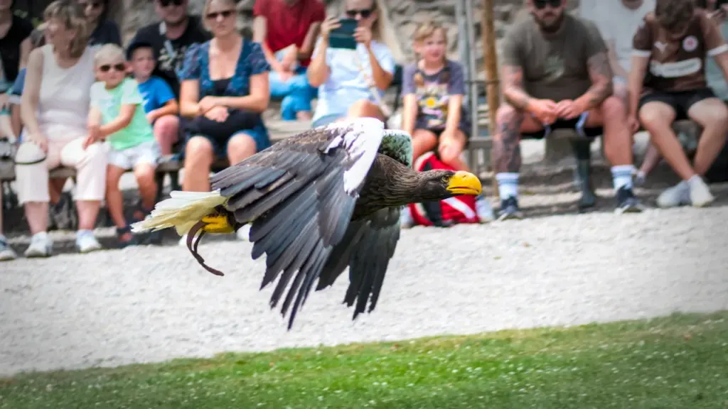 Un grand aigle en plein vol devant un public lors d'un spectacle.