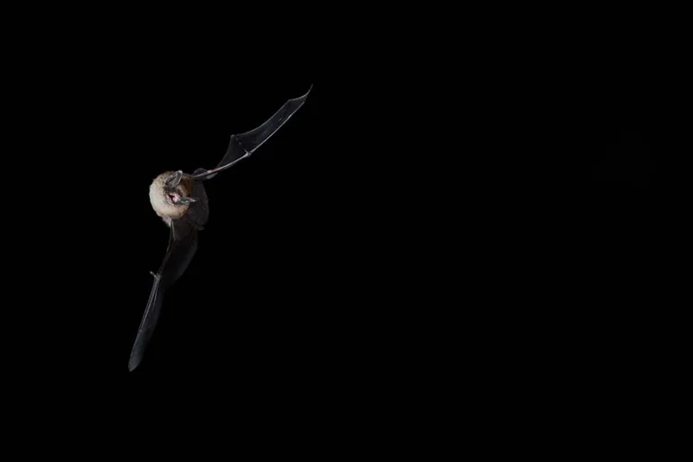 Lannion : observer les chauves-souris gratuitement le 28 août