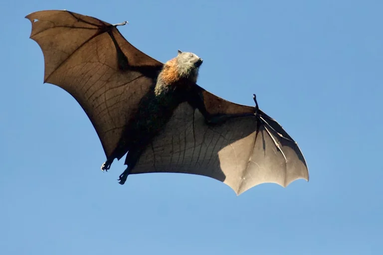 Lannion : observer les chauves-souris gratuitement le 28 août