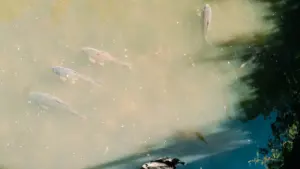 Plusieurs poissons nageant dans l'eau trouble d'un bassin extérieur à Arcachon, France.