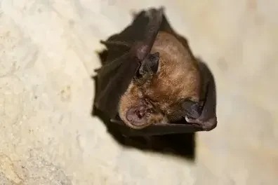 Soirée chauve-souris à Parempuyre : sortie gratuite le 21 août