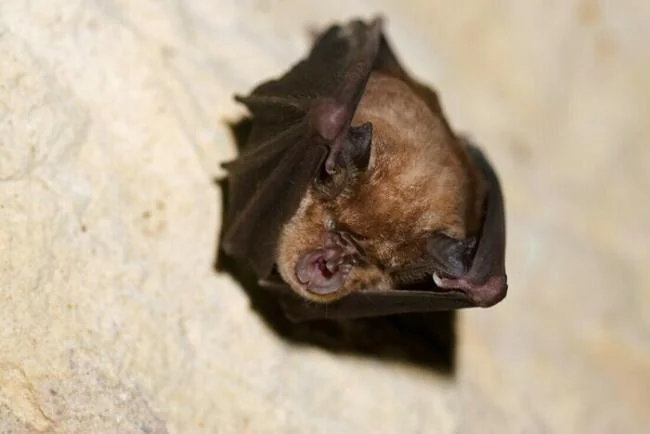 Soirée chauve-souris à Parempuyre : sortie gratuite le 21 août
